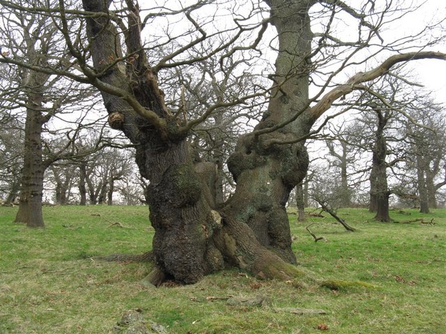 Ancient Oaks